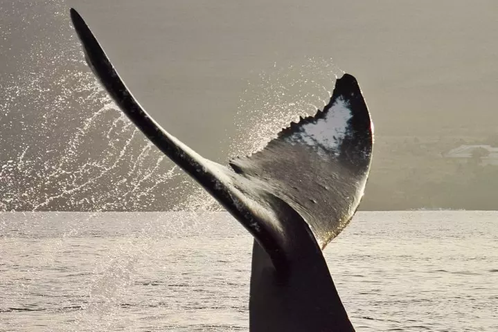 Maui Premium Sunset Dinner Cruise & Whale Watch