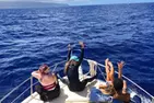 Oahu Shark Diving (No cage)