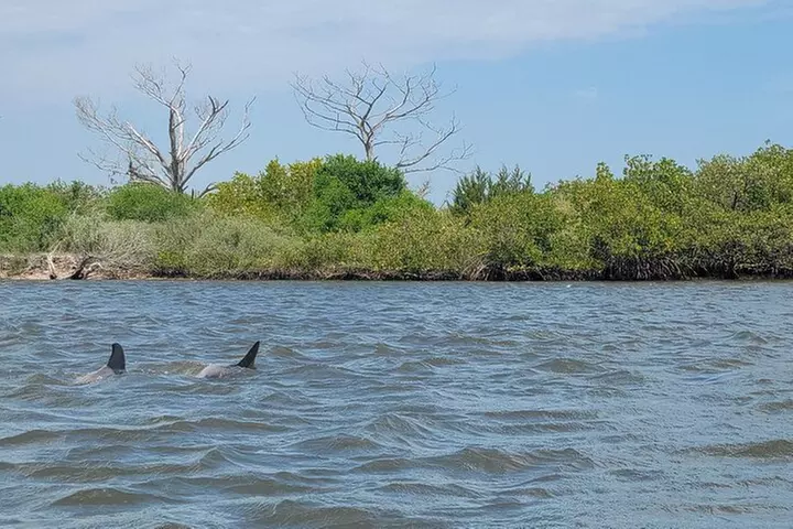 New Smyrna Dolphin and Manatee Kayak and SUP Adventure Tour
