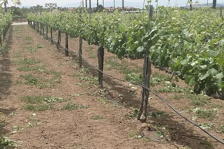 Temecula Valley Wineries and Vineyards Drink and Taste Tour From Or...