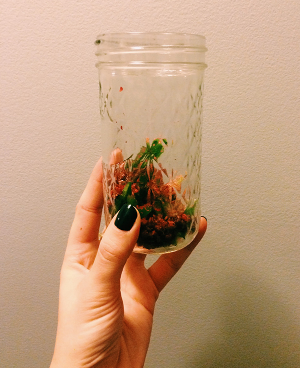 How to Make Bitters (with Drink Recipes to Put Them In) Chicago Bars