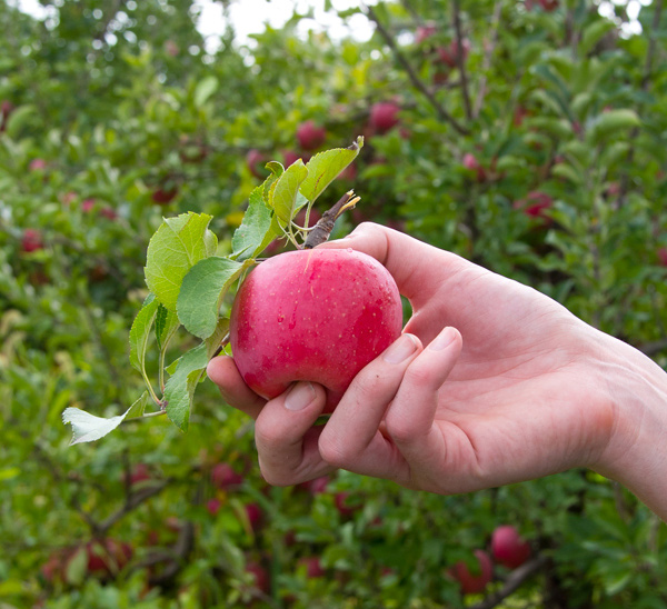 what kind of fruit fruit picking near me what kind of fruit fruit picking near me