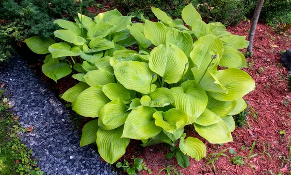 Granny's Giant Hosta Bare Root Plants (3-, 6-, 12-Pack With Planting Tool) - Second Medium