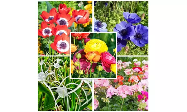 Bees & Butterflies Favorite Garden Collections-100 Bulbs - Second Medium