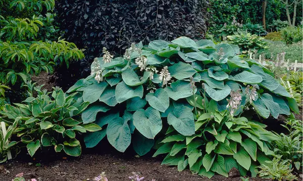 Granny's Giant Hosta Bare Root Plants (3-, 6-, 12-Pack With Planting Tool) - Second Medium