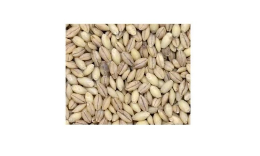 Bulk Grains Organic Hulless Barley Lbs Spu Groupon