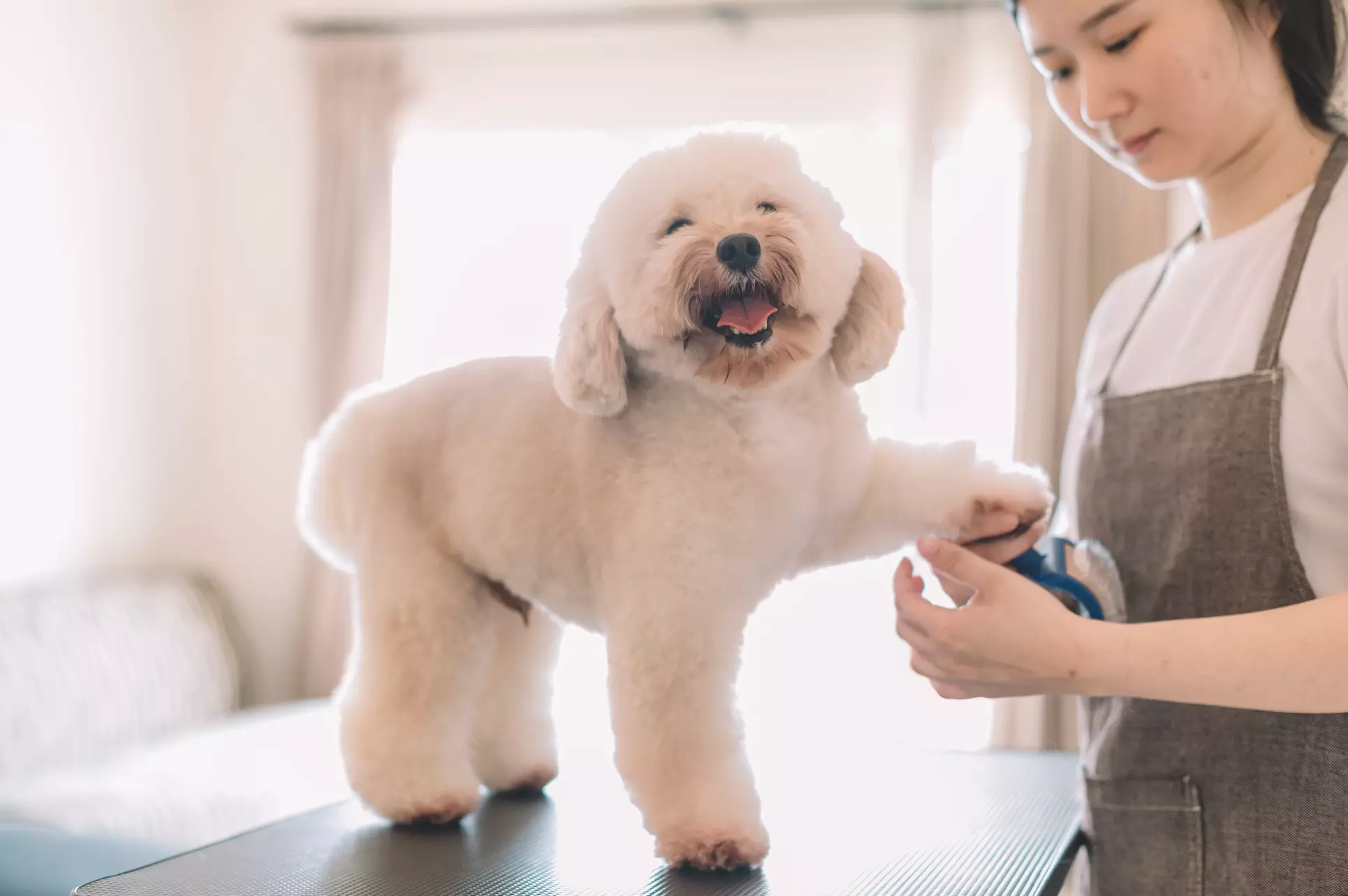 Allergy Test My Pet Kit - Primary Image