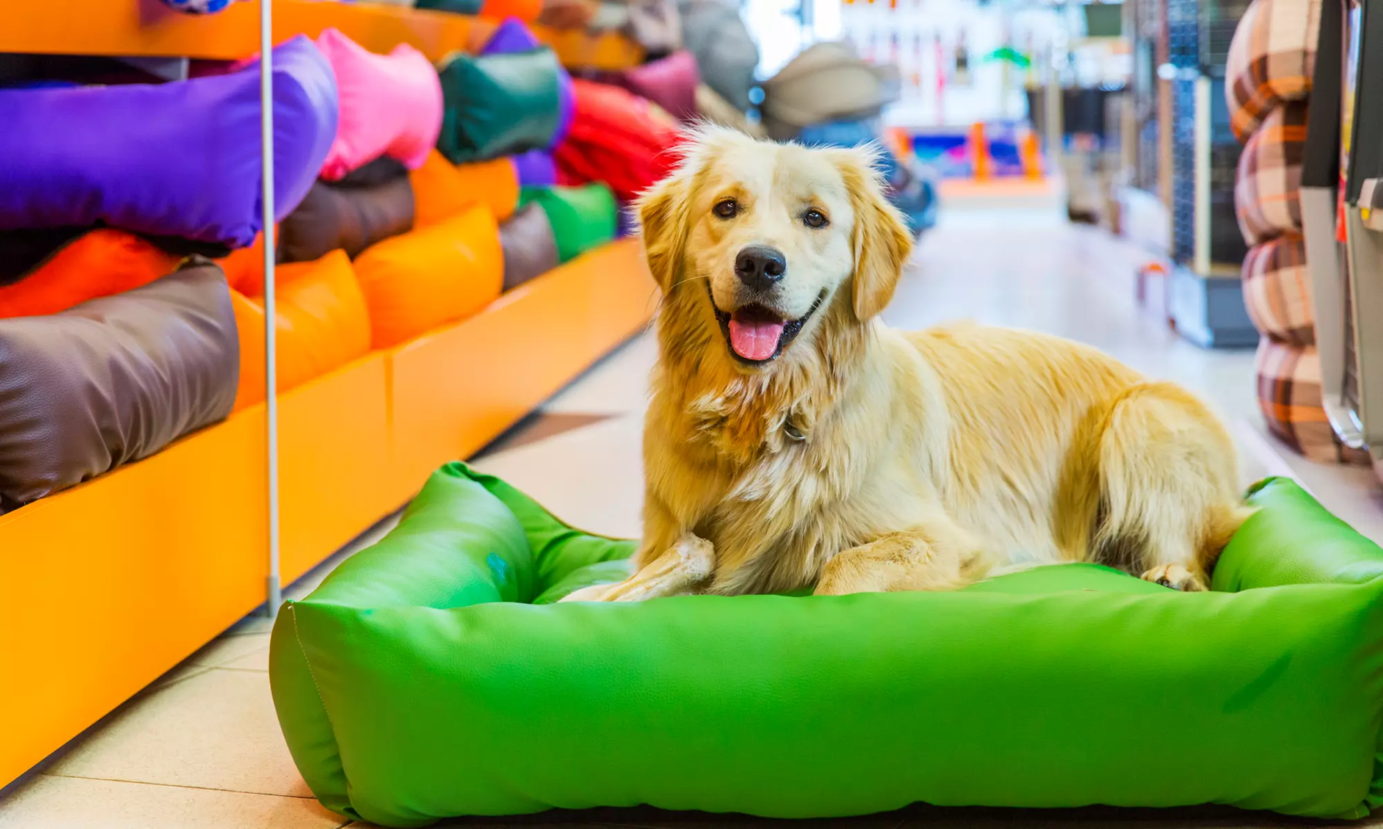 Three or Five Days of Daycare for a Dog of Any Size at Preppy Pet (Up to 55% Off) - Primary Image