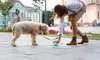 Enjoy a Clean, Odor-Free Yard - Pet Waste Removal Service by The Scoop Ninjas™ (Up to 50% Off)
