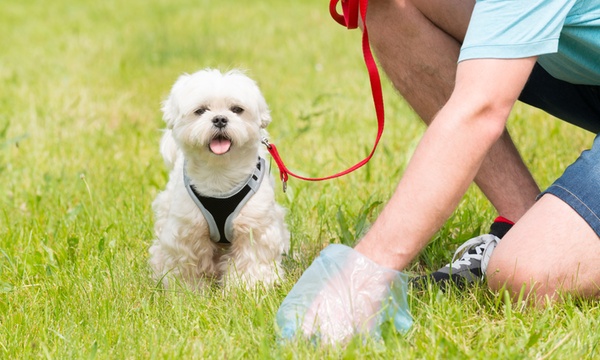 Groupon dog hotsell poop bags