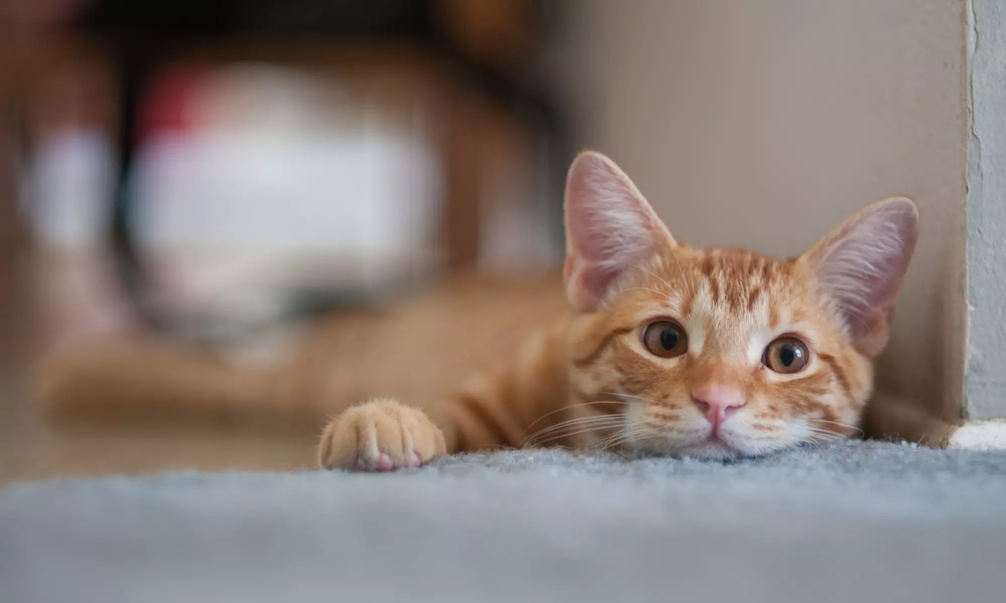 Up to 40% Off on Pet Daycare at Pet Beloved - Primary Image