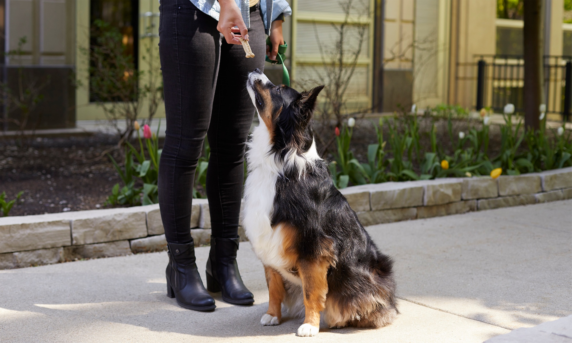 Enjoy Three Days Of Dog Boarding For Small Or Large Pets