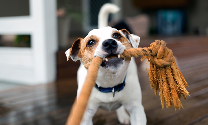 Image 1: Chequeo y opción a vacuna, microchip y alta en Peluditos