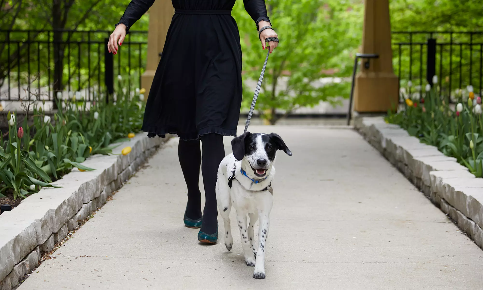 Khan Education: Advance Your Career with Animal Care Training (Up to 56% Off) - Primary Image