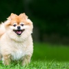 Image 1: Full-Service Dog Grooming Packages | Animal Crackers Boarding