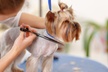 Up to 33% Off on Grooming - Pet (Retail) at Chow Bella - Second Medium