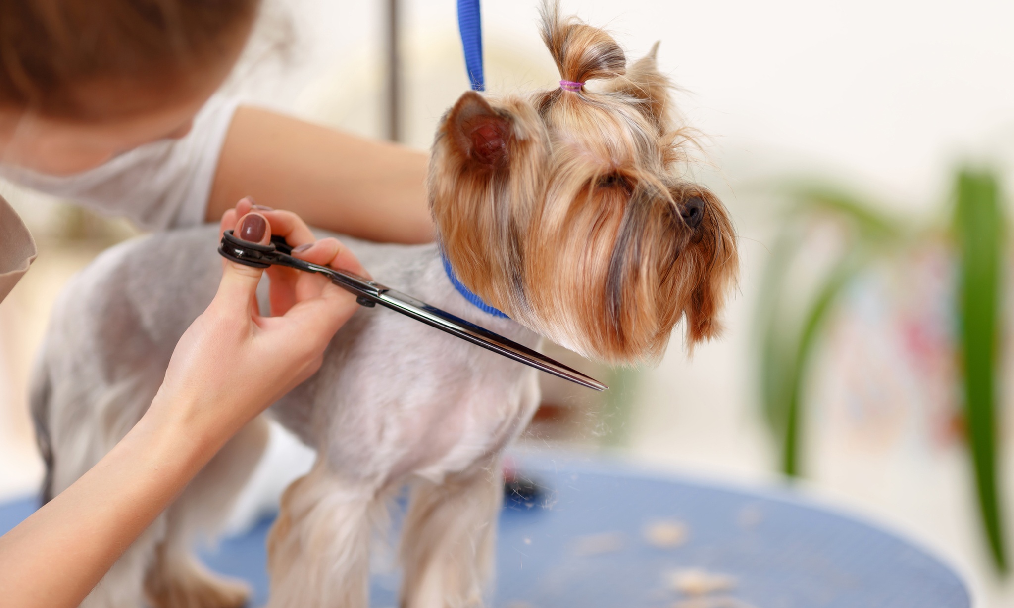 Terry's Pet Grooming in Tucson | Groupon