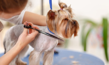 Séance de toilettage canin à 29,90 € au salon Toutou Much