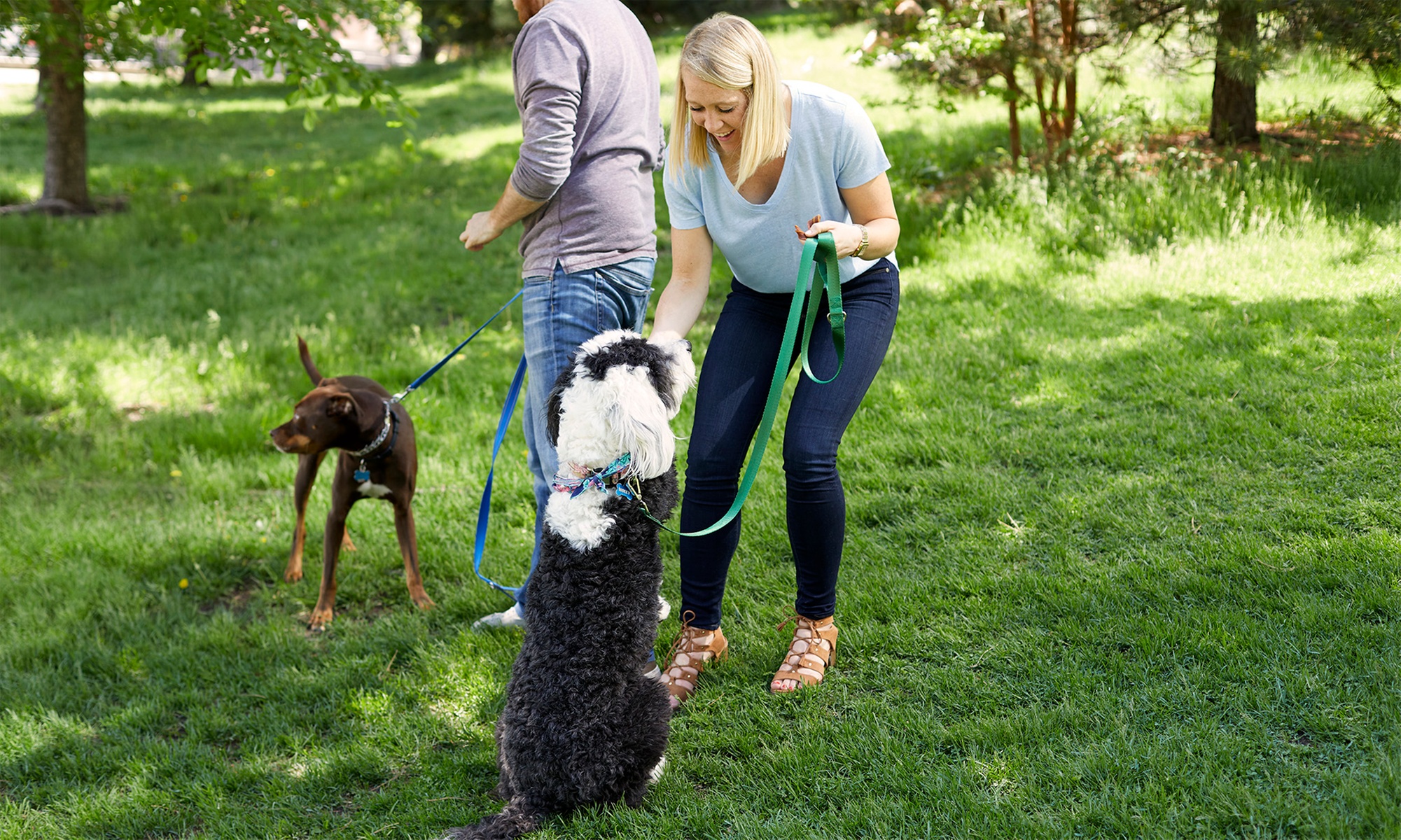 Adiestramiento de base y educación canina