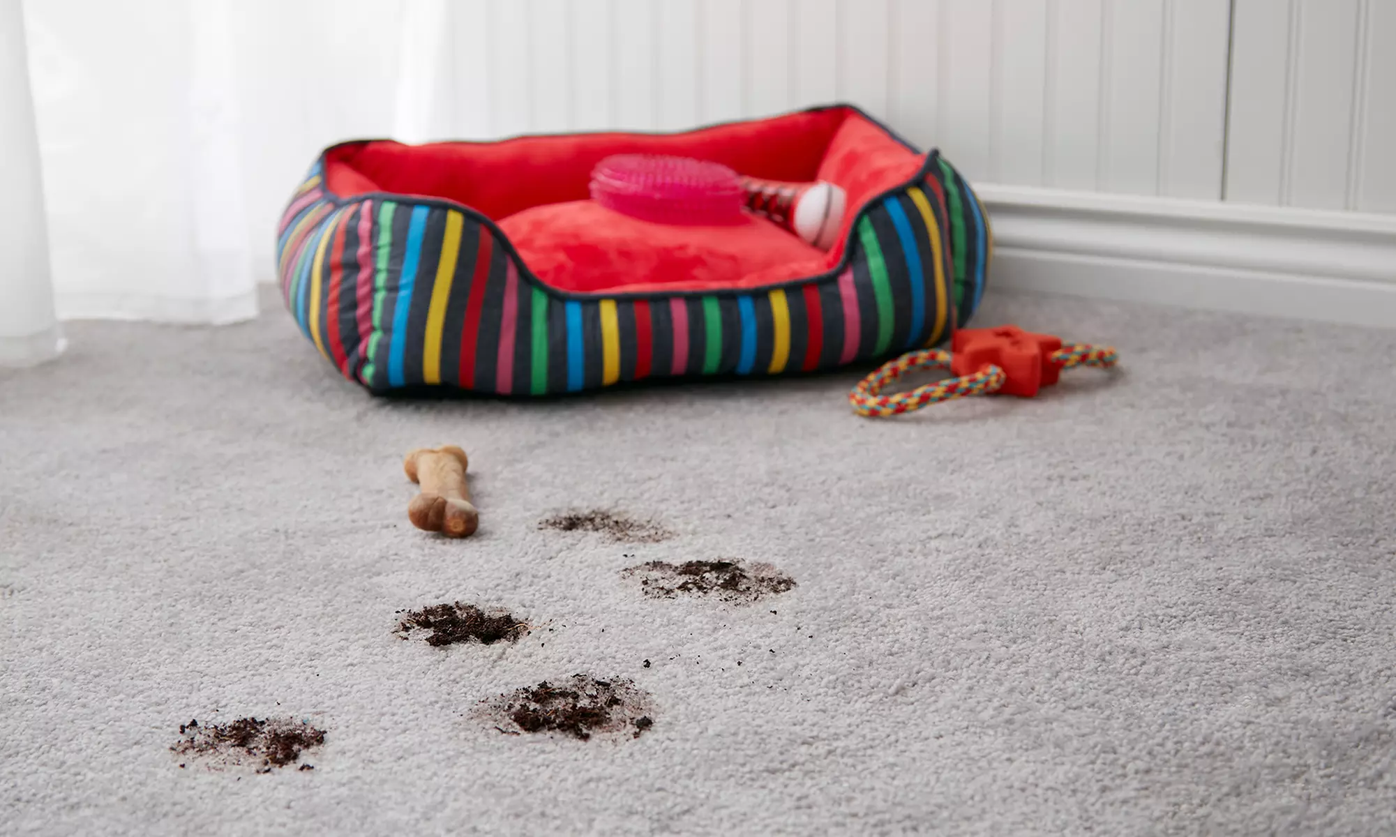 Up to 80% Off on Carpet Cleaning at A Plus Carpet Flood Damage