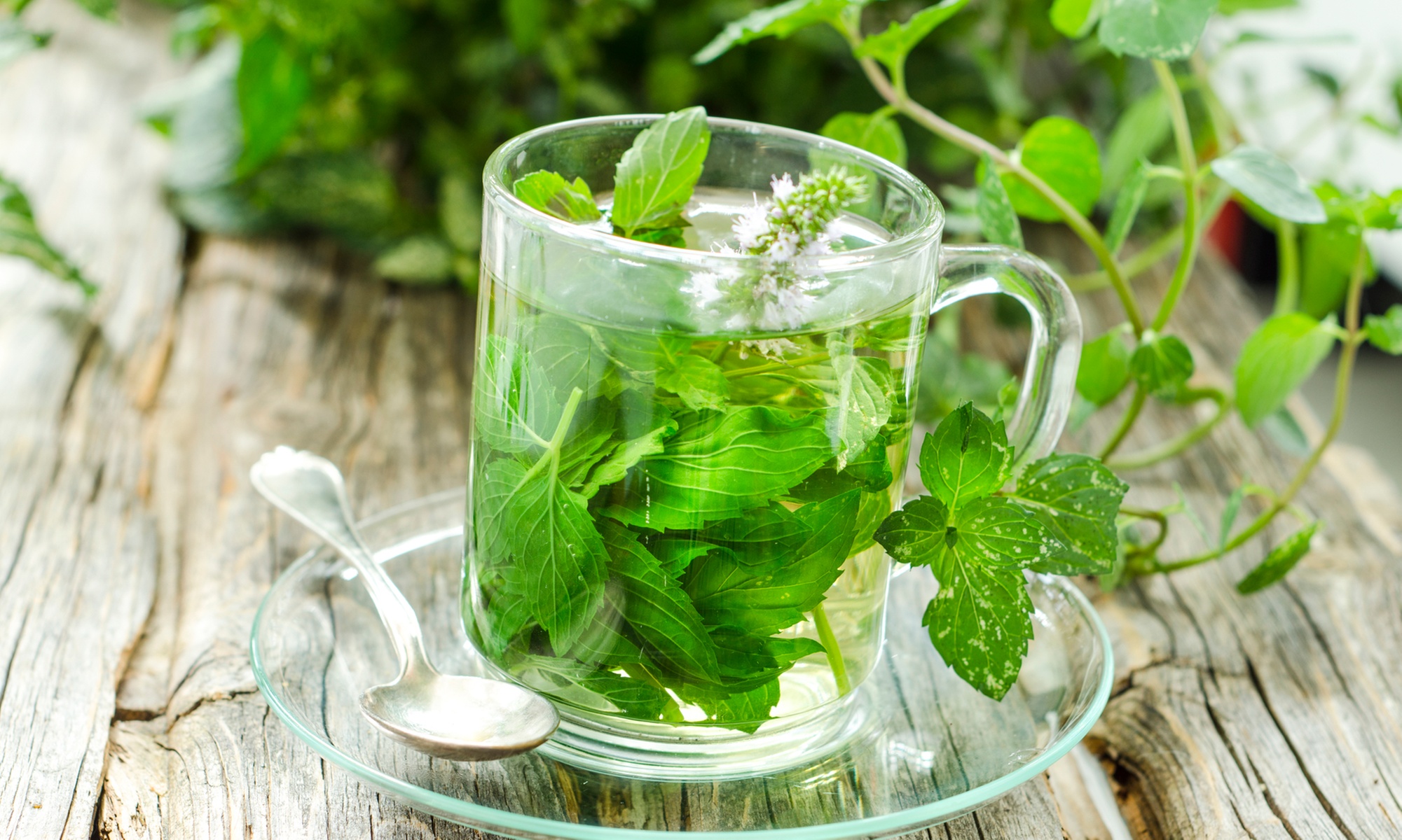 Unlock the Secrets of Herbs with Master Herbalist Course