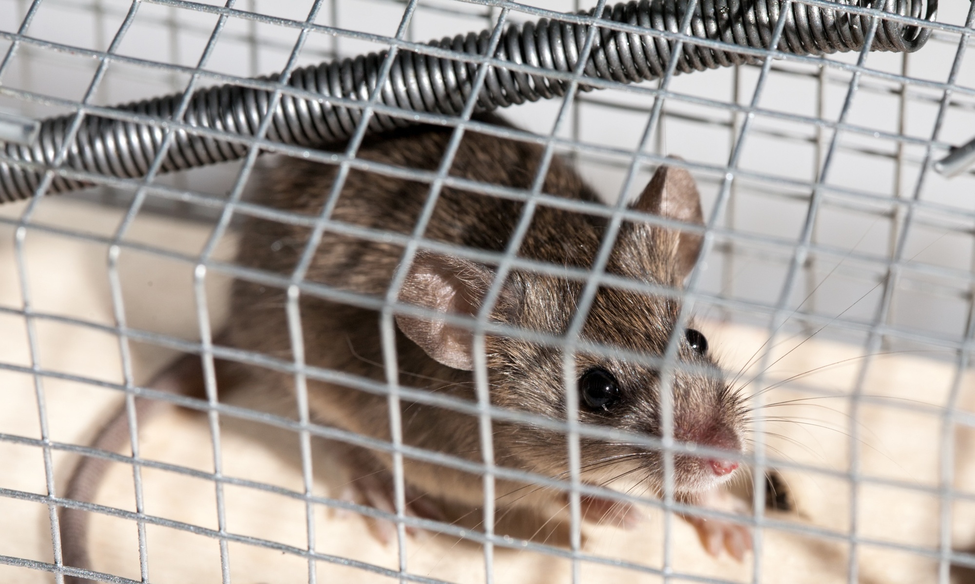 Up to 64% Off on Pest Control Service - Rodent at Southern Pest Control of Maryland