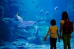 Entry to Dubai Aquarium, Underwater Zoo and Penguin Cove Zoo for One, Two or Four at RS Tourism (Up to 13% Off) - Image 2