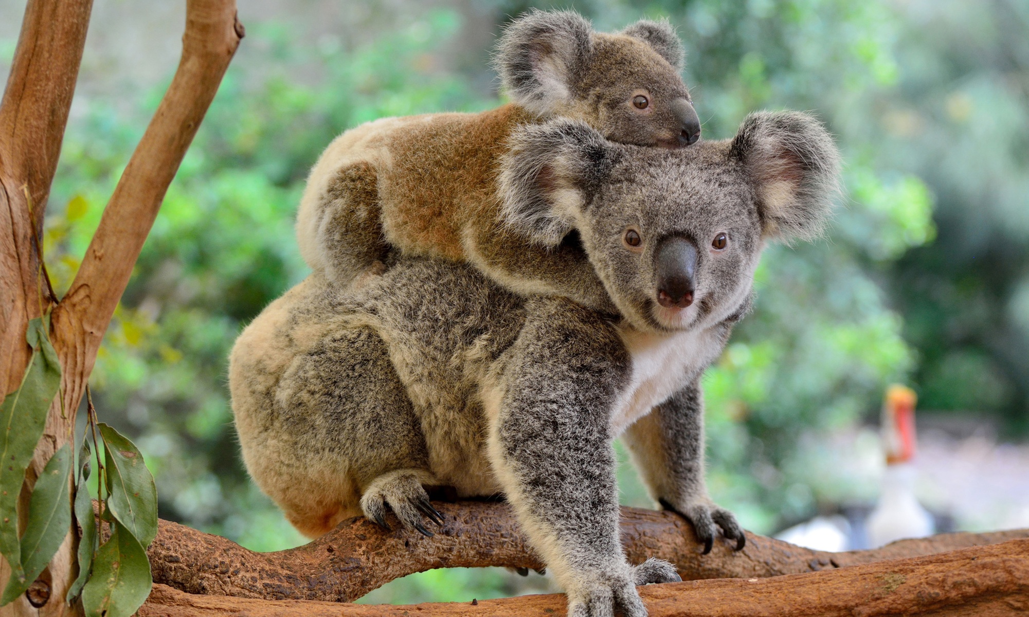 Up to 14% Off on Zoo / Animal Park at Get To Know Animals