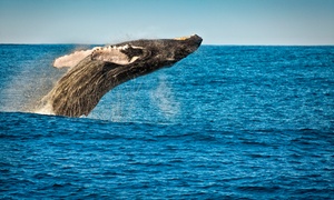 Two-Hour Whale Watching Cruise