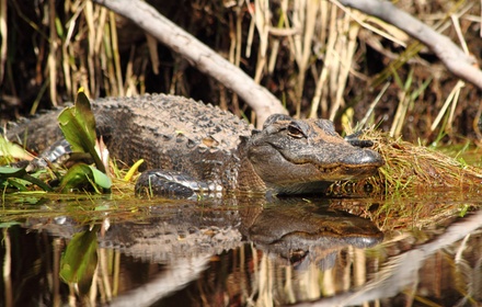 Everglades Night-time Gator watching boat ride for 2 hours w/up to 6 people - Swamp Dog Tours