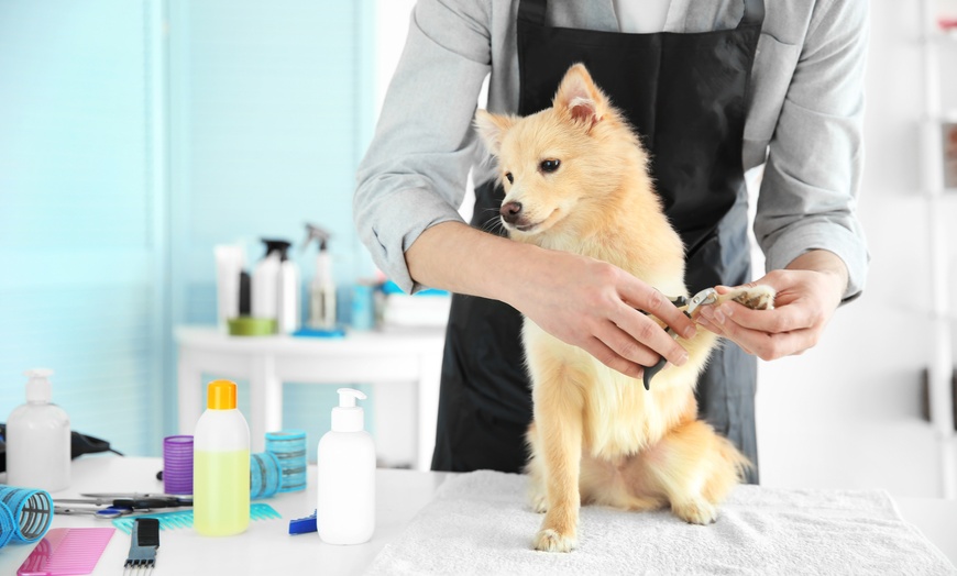 Image 1: Pamper Your Furry Friends with Top-Notch Grooming for Dogs and Cats!