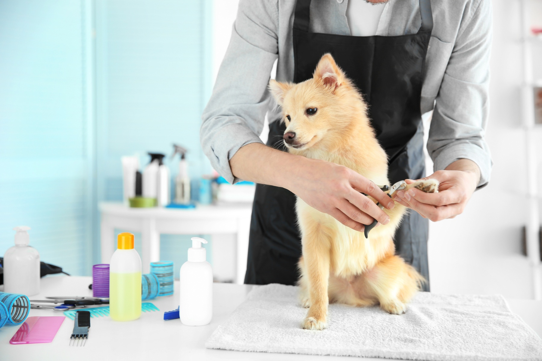 Pamper Your Furry Friends with Top-Notch Grooming for Dogs and Cats!