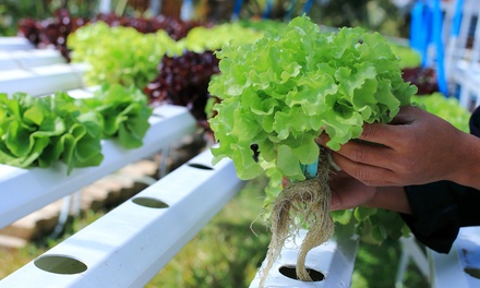 Build Your Own Home Hydroponic Farm Online Course - Compliance Central
