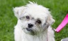 Discover The Dog House's Quick Wash and Blow-dry for a Small, Medium, or Large Dog (Up to 50% Off)