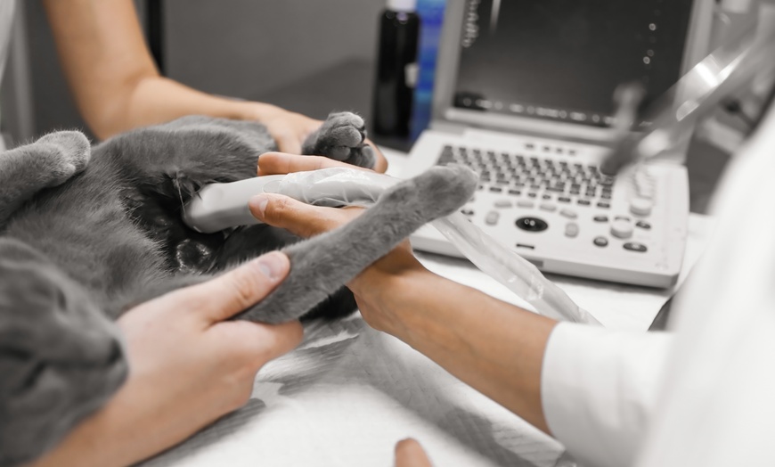 Image 1: Full Grooming With Vaccination, Comprehensive Vet Consultation, & More