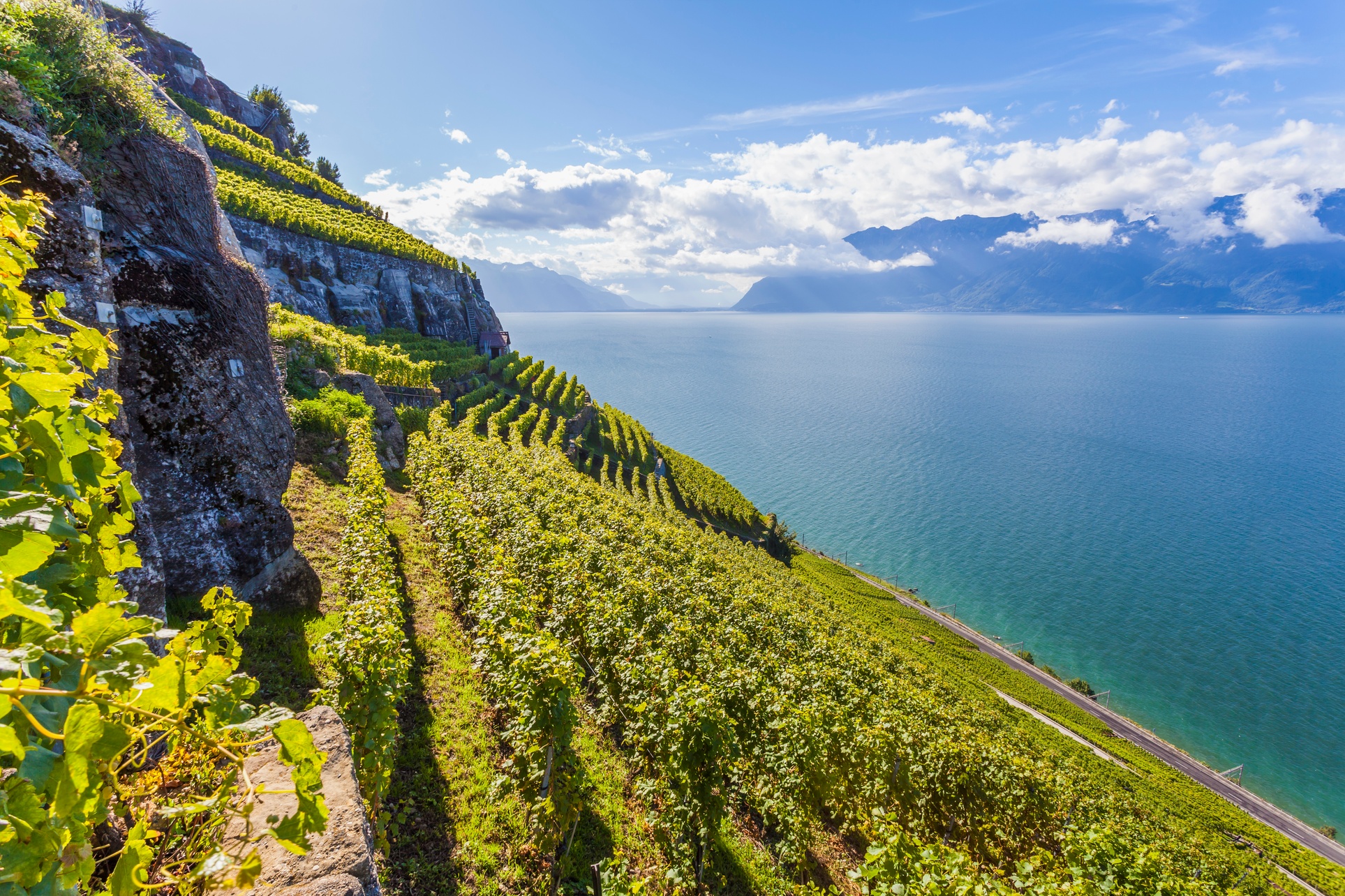 Explore Napa's Finest Wineries with a Six or Eight-Hour Tour