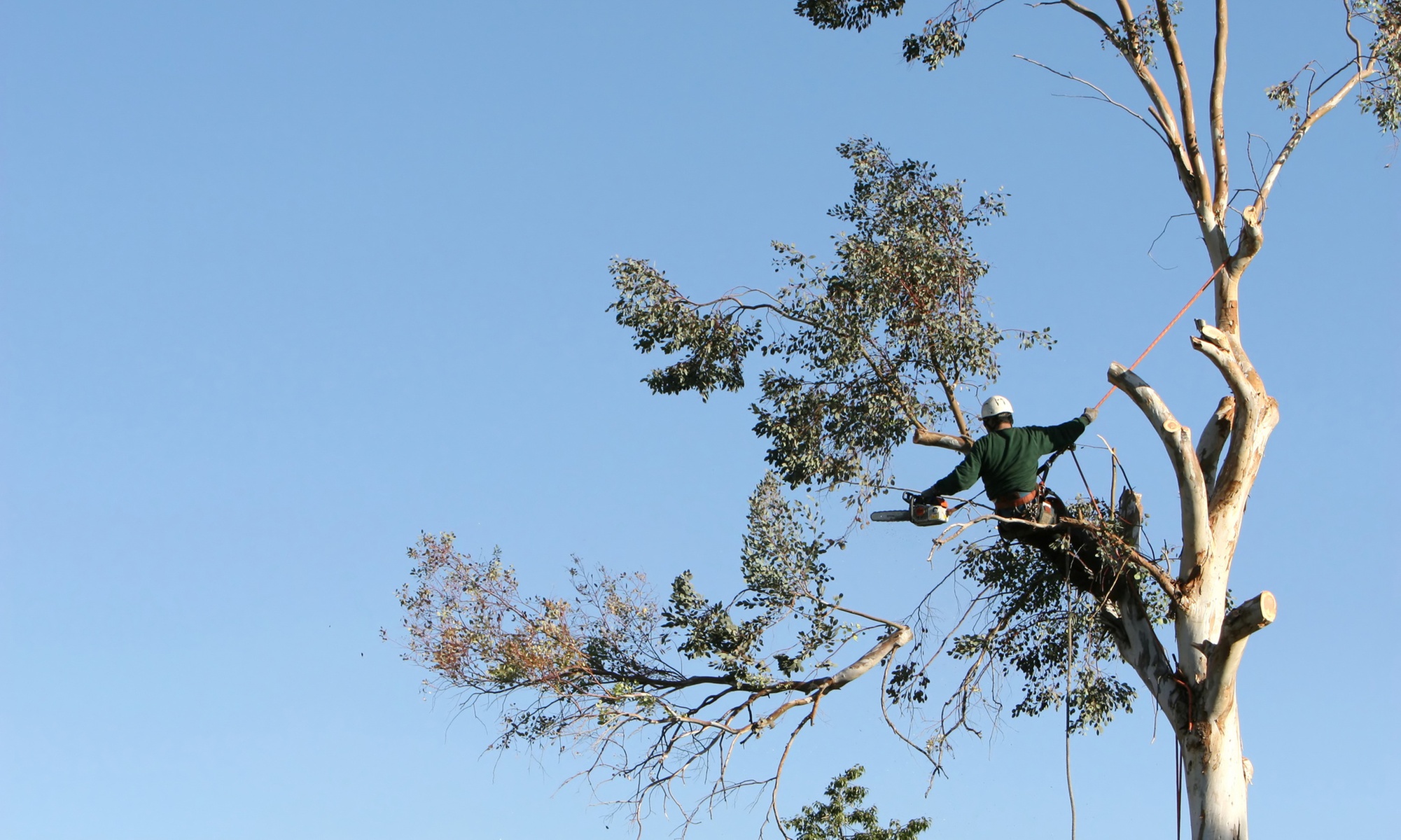 Up to 28% Off on Tree Removal at Mm bronx tree service