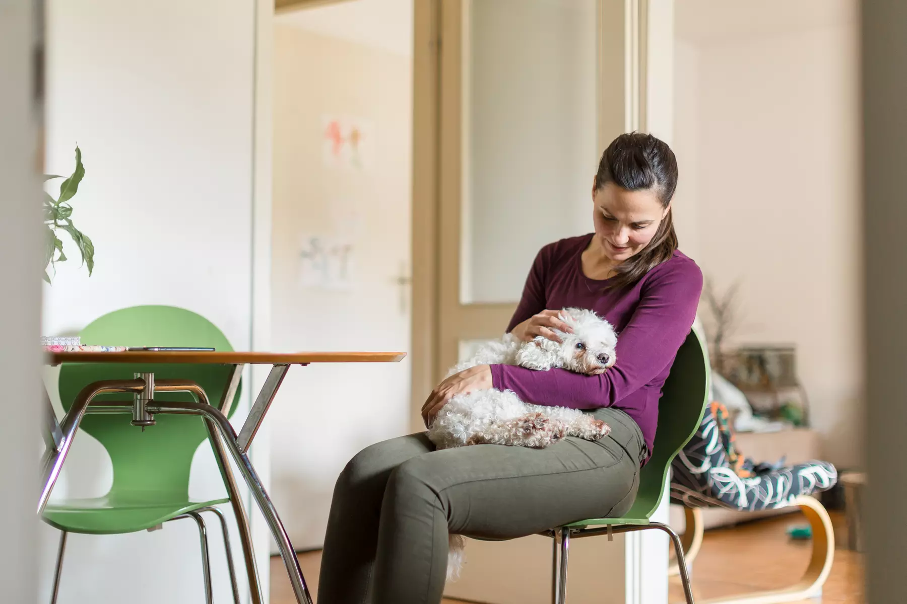 Pet Reiki Intro Experience from ReiHyMa Wellness LLC up to 30% Off - Primary Image