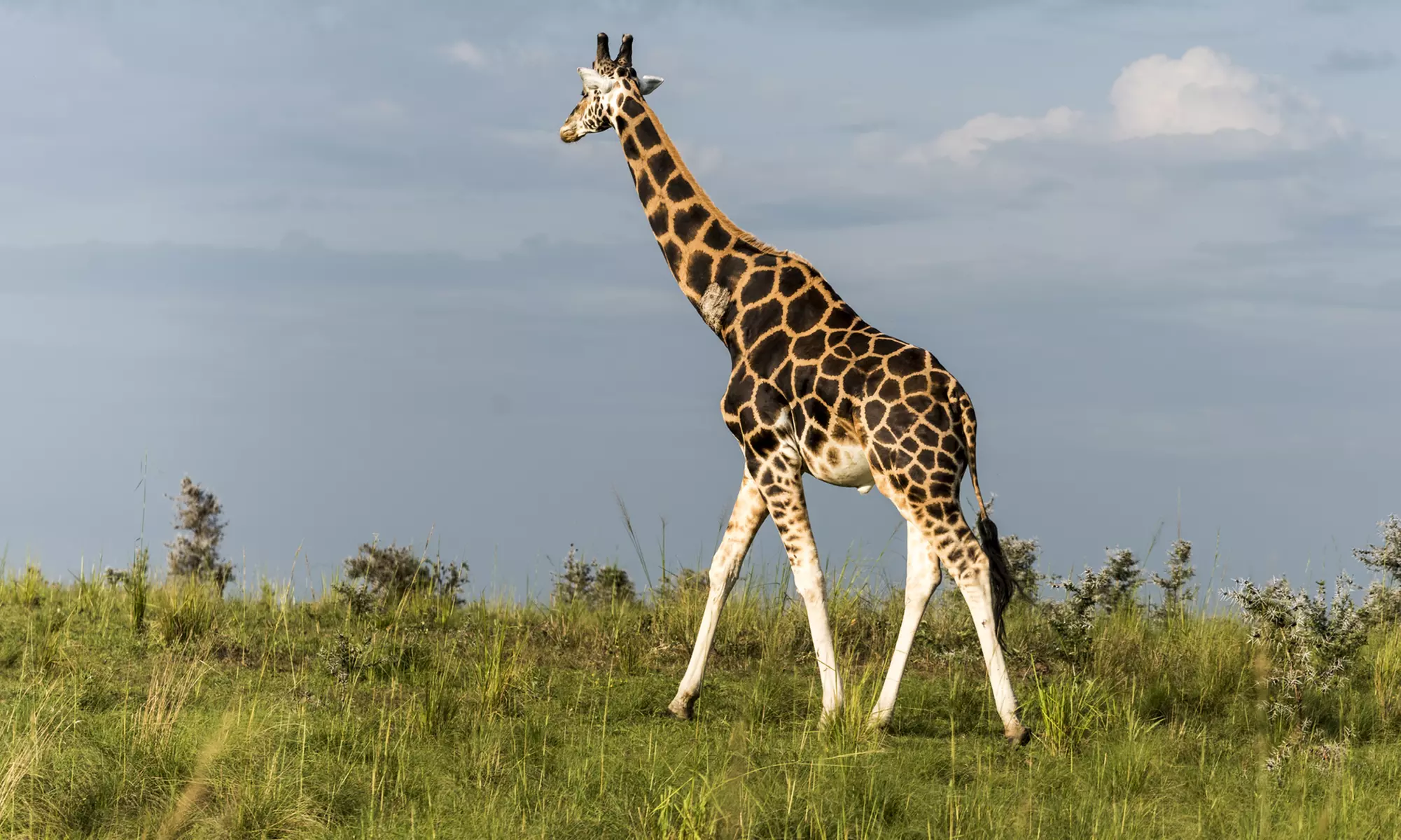 General Admission Ticket at Wild Animal Safari Aggieland (Up to 20% Off) - Primary Image