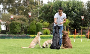 Pet First Aid and CPR Course from The Animal Care Pet First Aid and CPR Course from The Animal Care