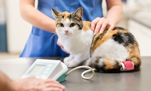 Curso online auxiliar veterinario Curso online auxiliar veterinario