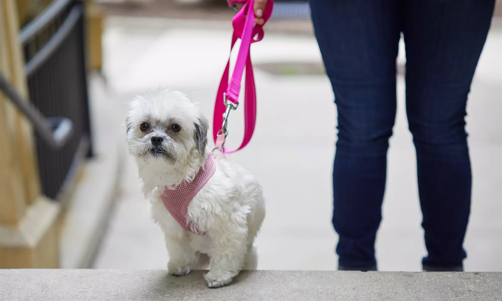 Two or Three Days and Nights of Boarding for a Dog of Any Size at Preppy Pet (Up to 48% Off) - Primary Image