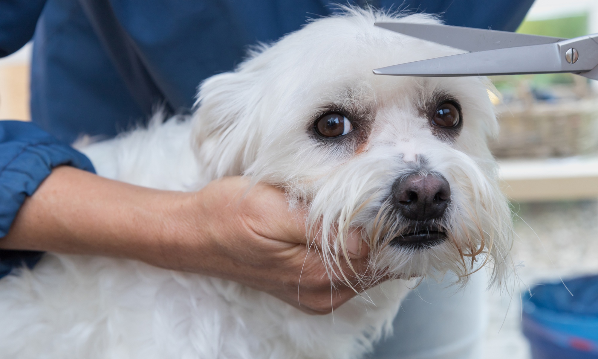Grooming Package for Small to Extra-Large Dogs (Up to 65+ lbs)