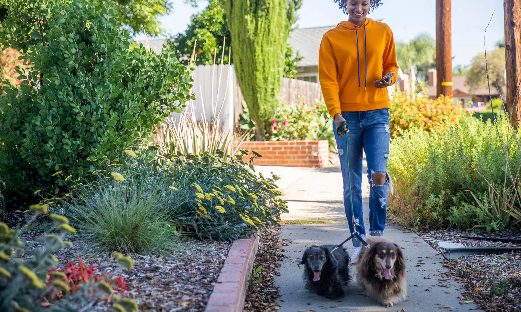 Pet Care: 5-Day Care Bundles & 30–60 Min Dog Walking Visits at Walk N Paws Pet Sitting - Primary Image