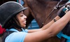 Up to 51% Off on Horse Back Riding - Training at The Brass Ring Riding Academy