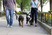 Clean Yards & Happy Tails: Experience Do Doo Gone's Waste Pickup, Deodorizer & Dog Walks Up to  51% Off  - Second Medium