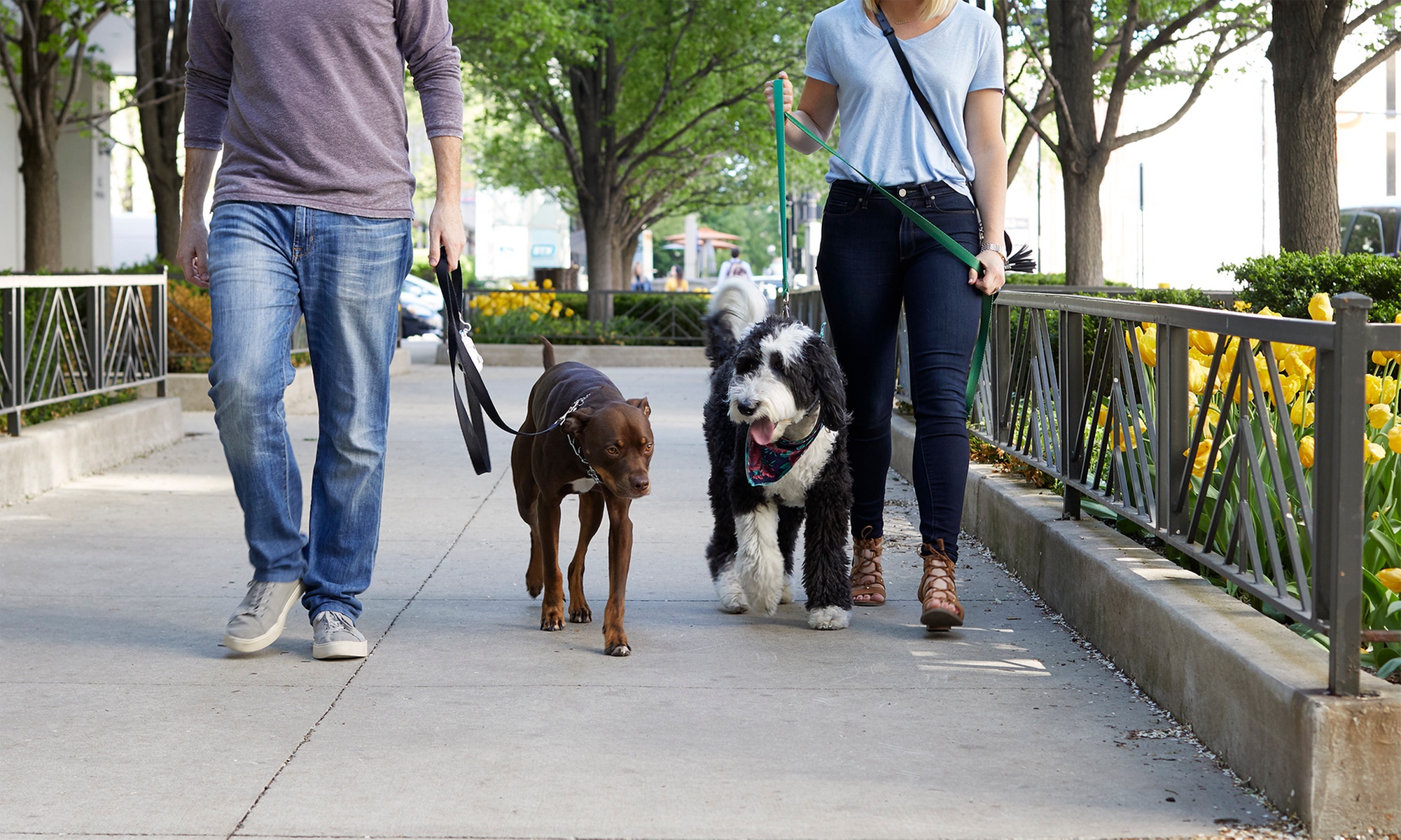 Puppy School Programs for Under 2 Years