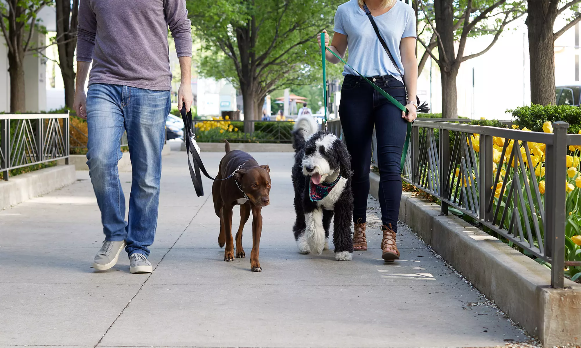 Dog Walking, Lawn Freshening & Cleanup—All in One Package 