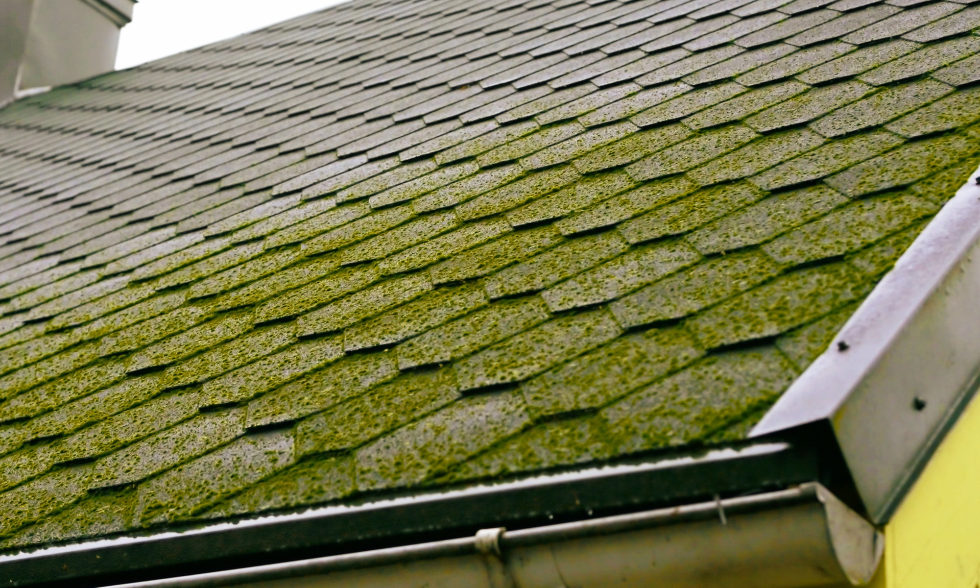 Complete Roof and Gutter Clean with Moss Control for $299