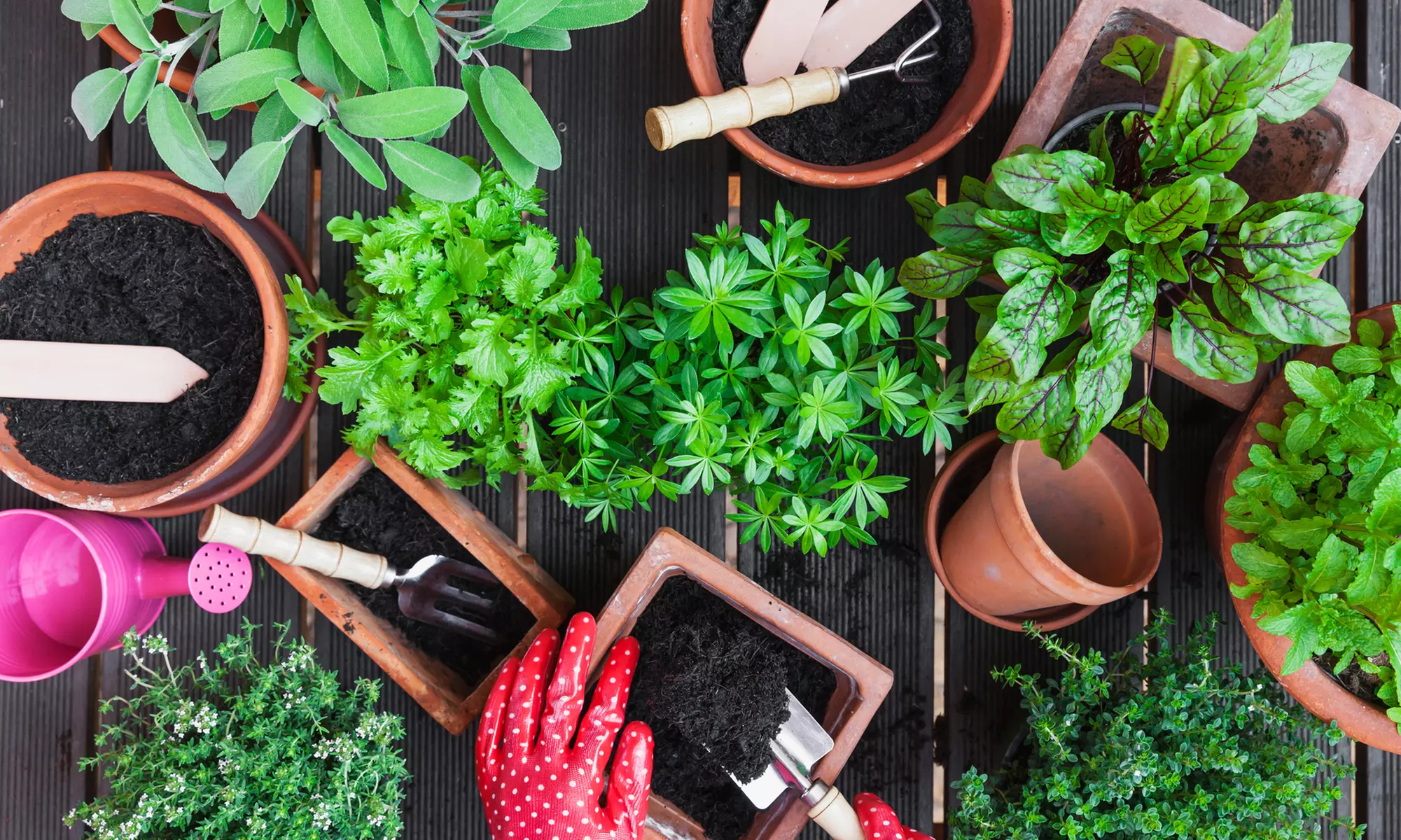 Landscaping or Organic Gardening Online Course from SMART Majority (Up to 98% Off). Three Options Available. - Primary Image